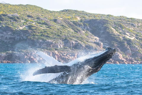 Jet Boat Whale Watching Safari From Dunsborough - Attractions Sydney 0
