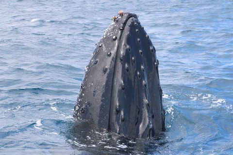 Jet Boat Whale Watching Safari From Dunsborough - Attractions Sydney 1