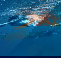 Swim with Whale Sharks - Ningaloo Reef - 3 Islands Whale Shark Dive - Attractions Sydney