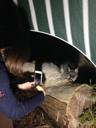 Nocturnal Wildlife Tour From Busselton Or Dunsborough - Attractions Sydney 1