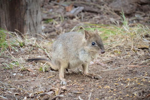 Nocturnal Wildlife Tour From Busselton Or Dunsborough - Attractions Sydney 0