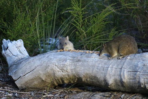 Nocturnal Wildlife Tour From Busselton Or Dunsborough - Attractions Sydney 8