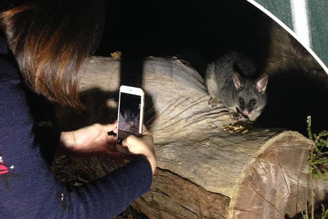 Nocturnal Wildlife Tour From Busselton Or Dunsborough - Attractions Sydney 4