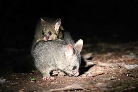 Nocturnal Wildlife Tour From Busselton Or Dunsborough - Attractions Sydney 7
