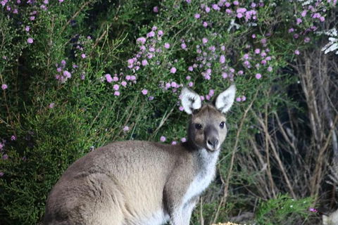 Nocturnal Wildlife Tour From Busselton Or Dunsborough - Attractions Sydney 6
