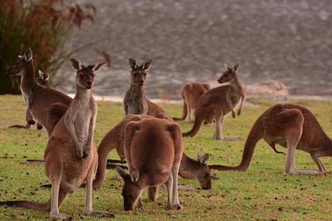 Half-Day Swan Valley & Wildlife Park Tour - Attractions Sydney 1
