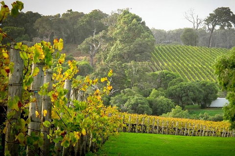 Half-Day Swan Valley & Wildlife Park Tour - Attractions Sydney 2