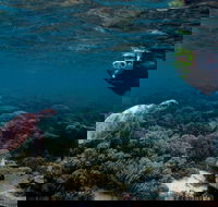 3 Night Ningaloo Reef Snorkel and Dive Getaway from Coral Bay - Attractions Sydney