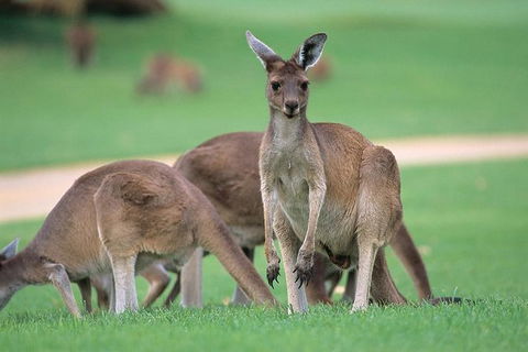 Half-Day Yanchep National Park & Crystal Cave - Attractions Sydney 0