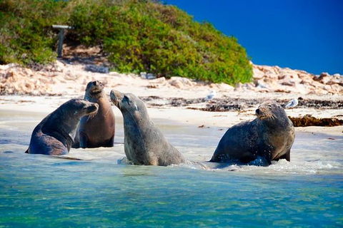 Penguin Island Tour With Dolphin And Sea Lion Cruise - Attractions Sydney 0