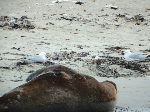 Penguin Island Tour With Dolphin And Sea Lion Cruise - Attractions Sydney 3