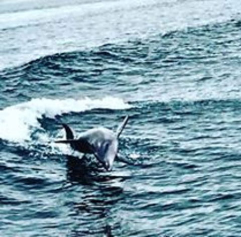 Penguin Island Tour With Dolphin And Sea Lion Cruise - Attractions Sydney 6