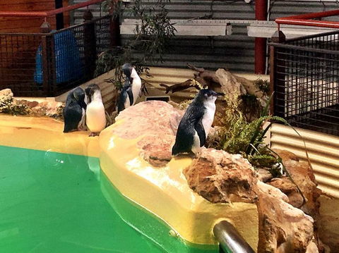 Penguin Island Tour With Dolphin And Sea Lion Cruise - Attractions Sydney 4