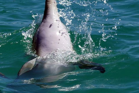 Penguin Island Tour With Dolphin And Sea Lion Cruise - Attractions Sydney 1