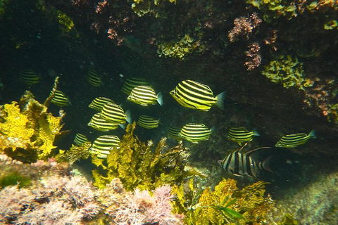 Margaret River Coastal And Wildlife Eco Trip From Busselton Or Dunsborough - Attractions Sydney 4
