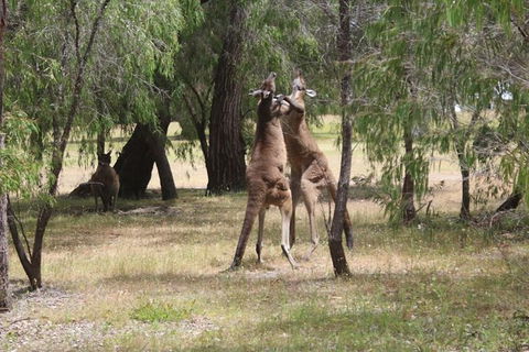 Margaret River Coastal And Wildlife Eco Trip From Busselton Or Dunsborough - Attractions Sydney 14