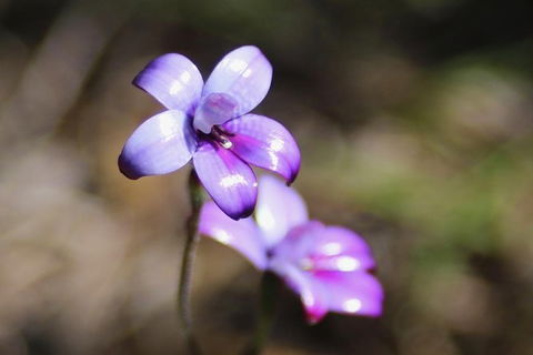 Margaret River Coastal And Wildlife Eco Trip From Busselton Or Dunsborough - Attractions Sydney 6