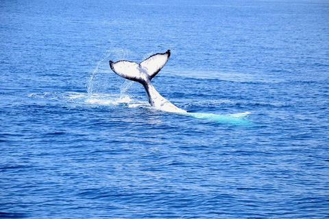 Margaret River Coastal And Wildlife Eco Trip From Busselton Or Dunsborough - Attractions Sydney 11