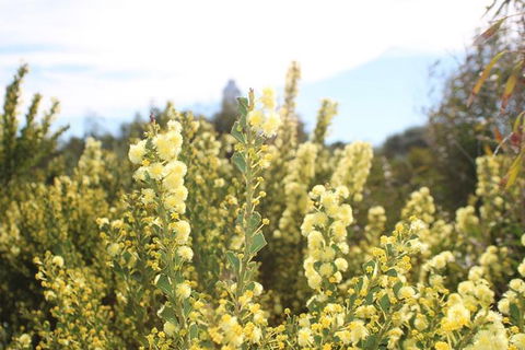 Margaret River Coastal And Wildlife Eco Trip From Busselton Or Dunsborough - Attractions Sydney 7