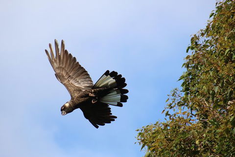 Margaret River Coastal And Wildlife Eco Trip From Busselton Or Dunsborough - Attractions Sydney 3