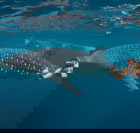 Ningaloo Reef Whale Shark Snorkeling Adventure Apr-July - Attractions Sydney