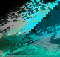 Scuba Dive Ningaloo Reef - Attractions Sydney