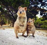 Rottnest Island All-Inclusive Grand Island Tour from Fremantle - Attractions Sydney