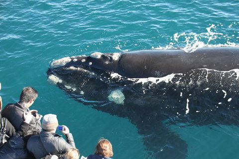 Augusta Whale Watching Eco Tour - Attractions Sydney 0