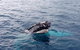 Augusta Whale Watching Eco Tour - thumb 1