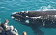 Augusta Whale Watching Eco Tour - thumb 2