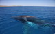 Augusta Whale Watching Eco Tour - thumb 6