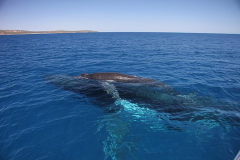 Augusta Whale Watching Eco Tour - Attractions Sydney 6