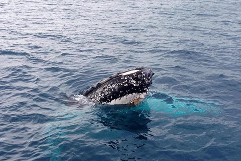 Augusta Whale Watching Eco Tour - Attractions Sydney 5