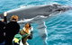 Augusta Whale Watching Eco Tour - thumb 3