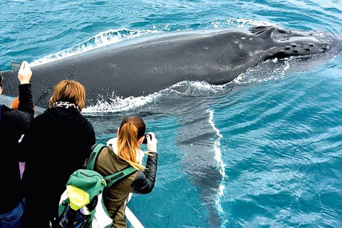 Augusta Whale Watching Eco Tour - Attractions Sydney 3