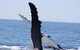 Augusta Whale Watching Eco Tour - thumb 4