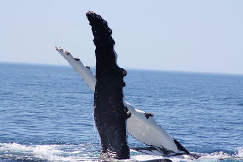 Augusta Whale Watching Eco Tour - Attractions Sydney 4