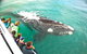 Augusta Whale Watching Eco Tour - thumb 7