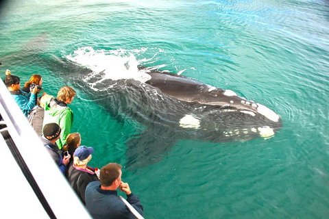 Augusta Whale Watching Eco Tour - Attractions Sydney 7