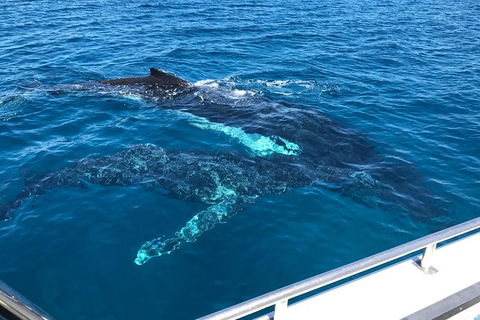 Busselton Whale Watching - Attractions Sydney 0