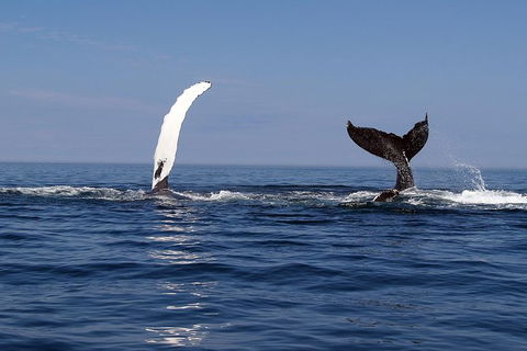Busselton Whale Watching - Attractions Sydney 1