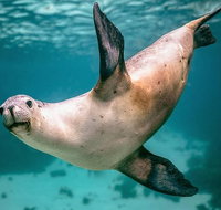 Carnac Island Half Day Sail - Attractions Sydney