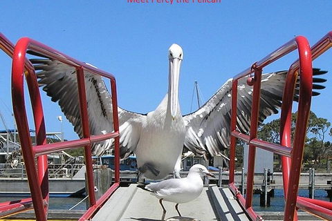 Kalgan Queen Scenic Cruises A Four Hour Sheltered Water Wildlife Tour Daily Fun. - Attractions Sydney 4