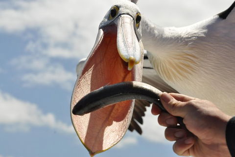 Kalgan Queen Scenic Cruises A Four Hour Sheltered Water Wildlife Tour Daily Fun. - Attractions Sydney 5