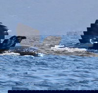 3 Hour Winter Whale Safari May - Oct around King George Sound - Attractions Sydney