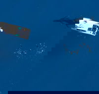 Humpback Whale Swim Ningaloo Reef - Attractions Sydney