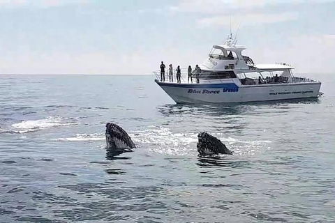 Busselton Whale Watching Eco Tour - Attractions Sydney 0