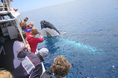 Busselton Whale Watching Eco Tour - Attractions Sydney 1