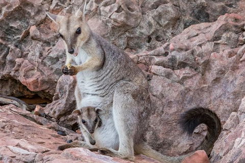 Lake Argyle Morning Cruise - Attractions Sydney 6