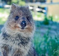 Snorkel and Visit the gorgeous Rottnest Island - Attractions Sydney
